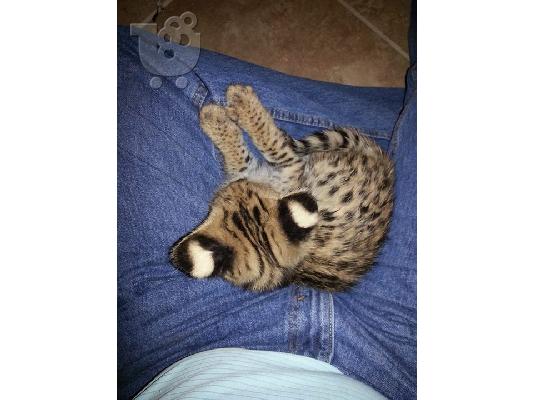 εξωτικά σαβάνα f1 και Serval γατάκια